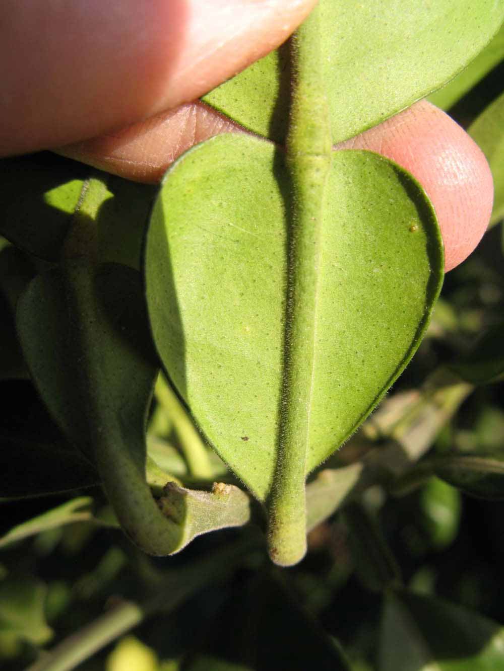              Petiole (Winter Haven, FL)       